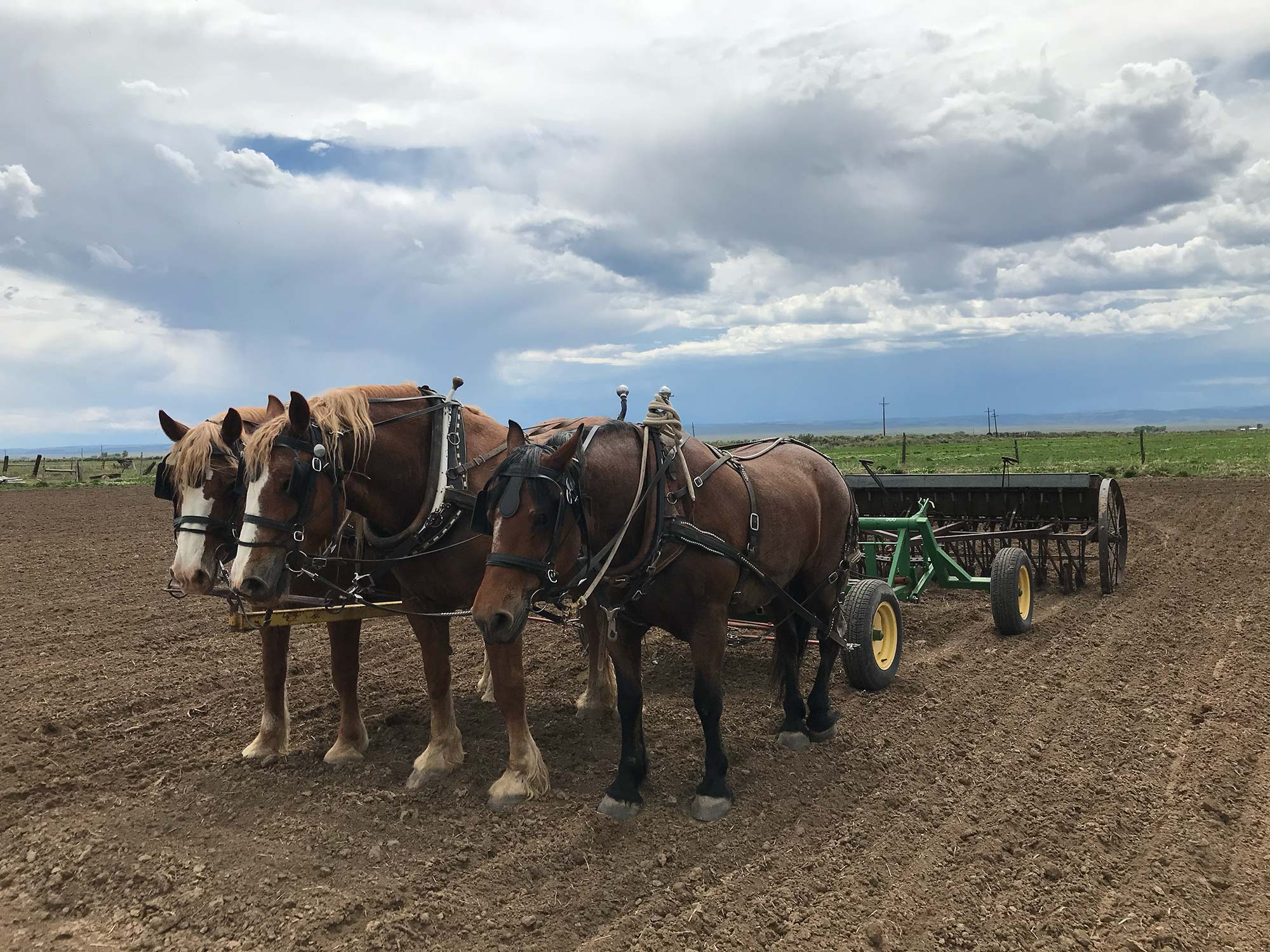Grain Drill With Horses